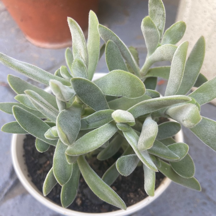 Plant image Crassula pubescens subsp. pubescens