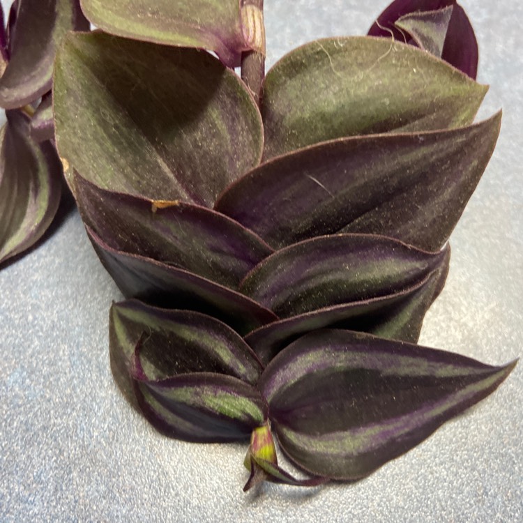 Plant image Tradescantia zebrina 'Quadricolor'