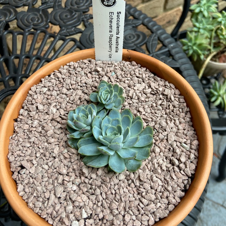 Plant image Echeveria Raspberry Ice