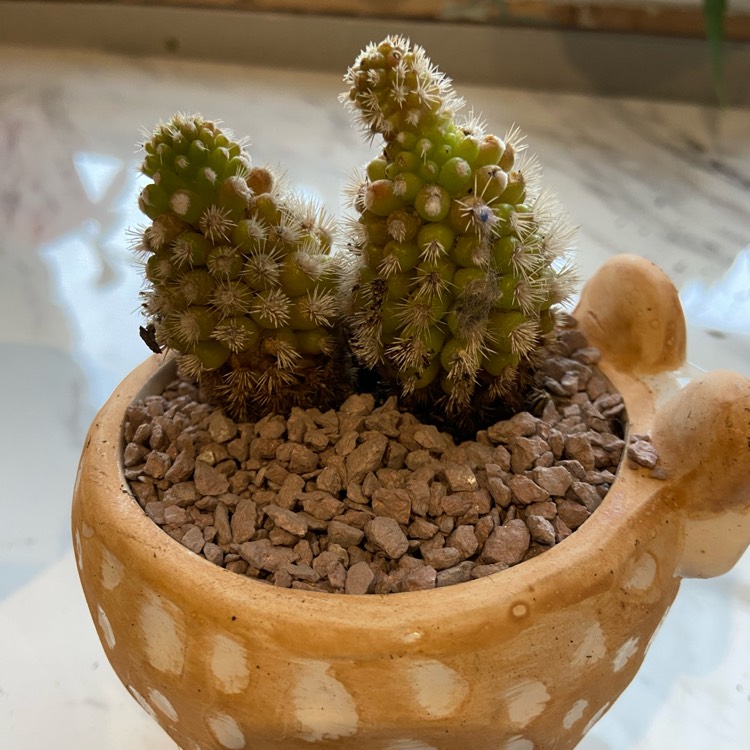 Plant image Echinopsis Tubiflora