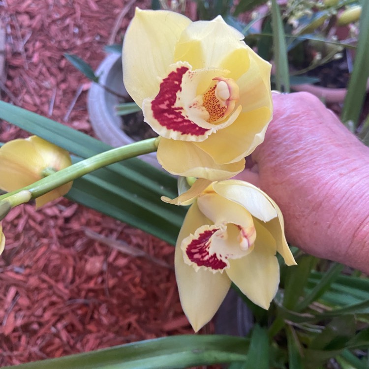 Plant image Cymbidium Plemont gx 'Mont Millais'