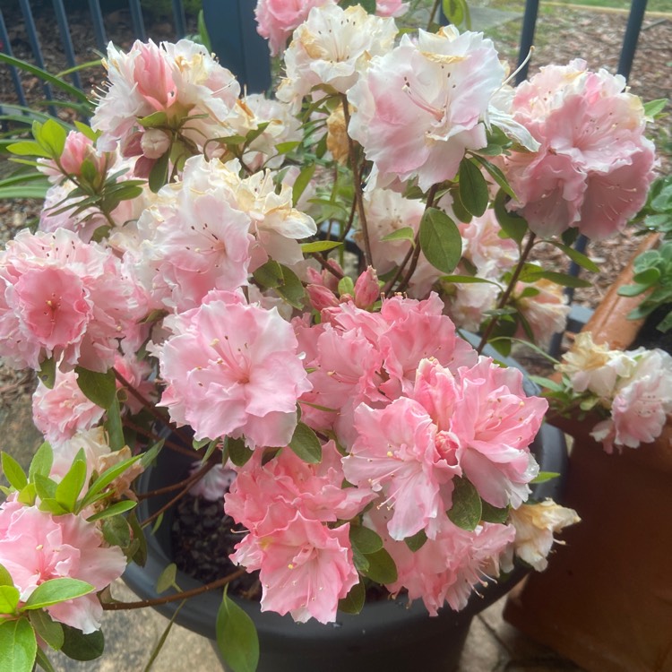 Plant image Rhododendron 'Kermesinum Rose'