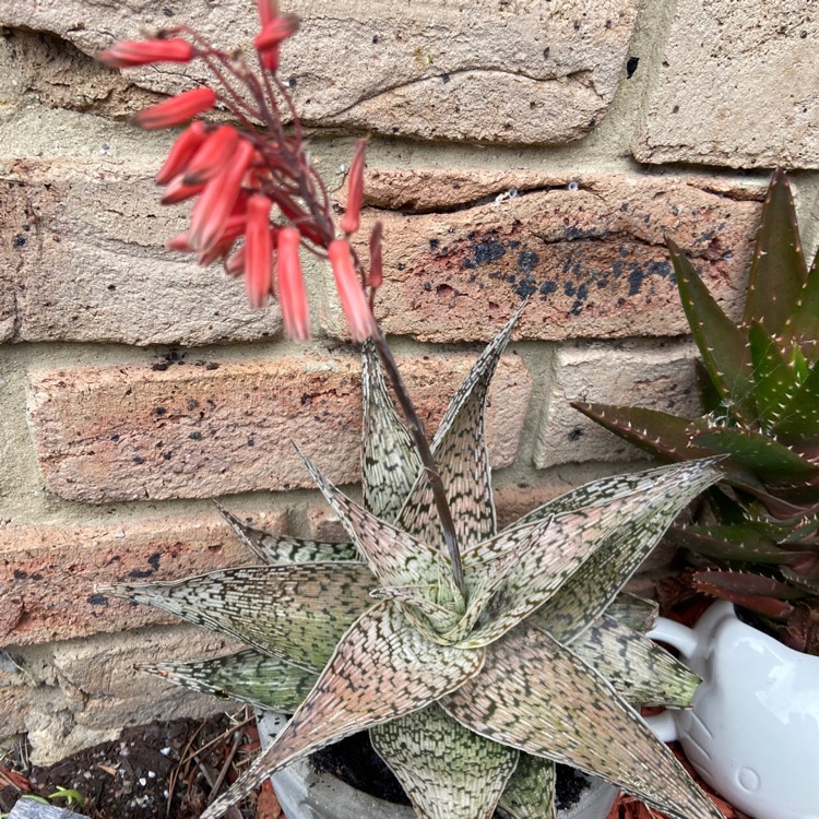 Plant image Aloe 'Quicksilver'