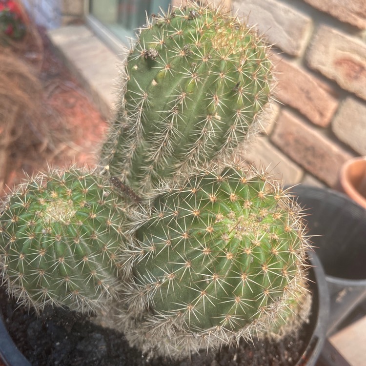 Plant image Echinopsis Tubiflora