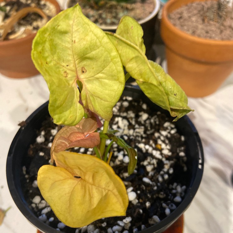 Plant image Syngonium 'Neon'