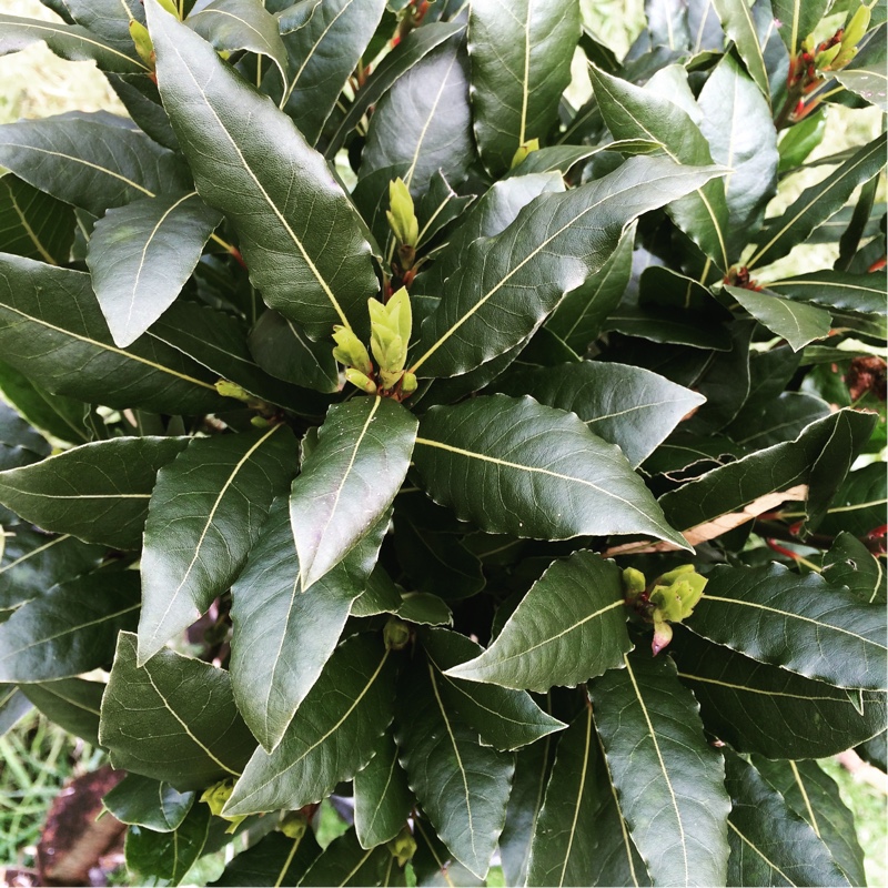 Bay Tree