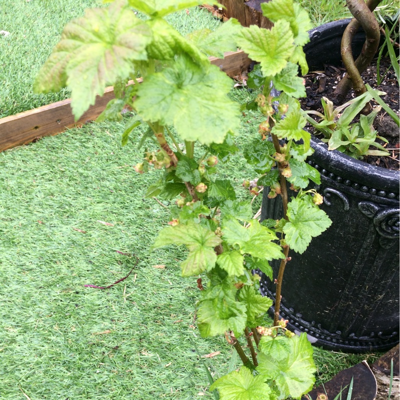 Blackcurrant