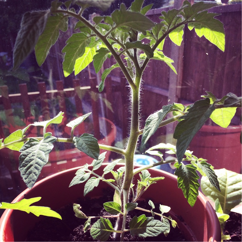 Tomato