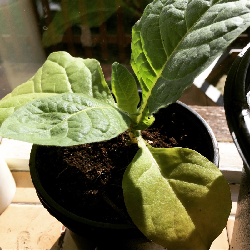 Nicotiana alata var. Crimson Bedder