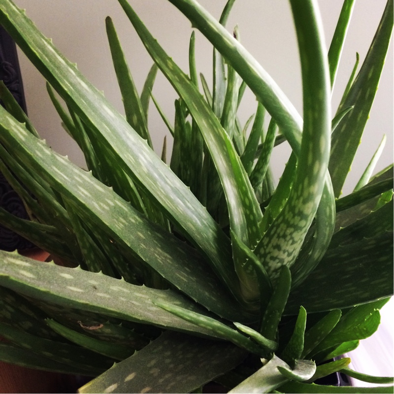 Aloe