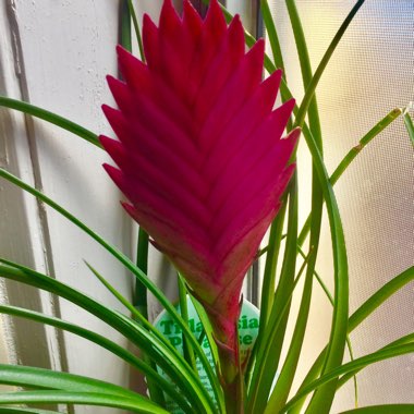 Wallisia cyanea syn. Tillandsia cyanea