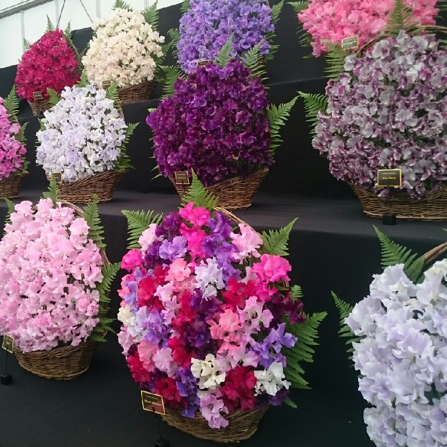 Ali's garden