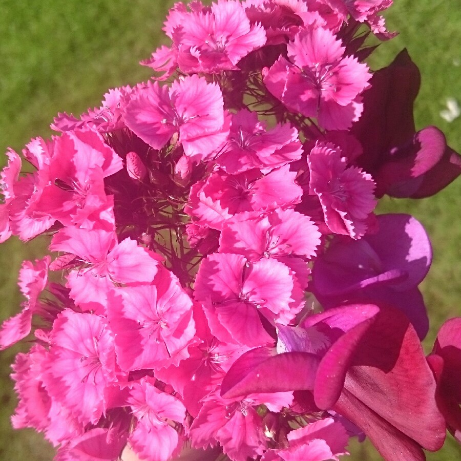 Ali's garden
