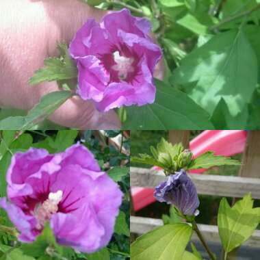 Ali's garden