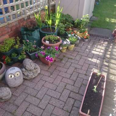 Ali's garden