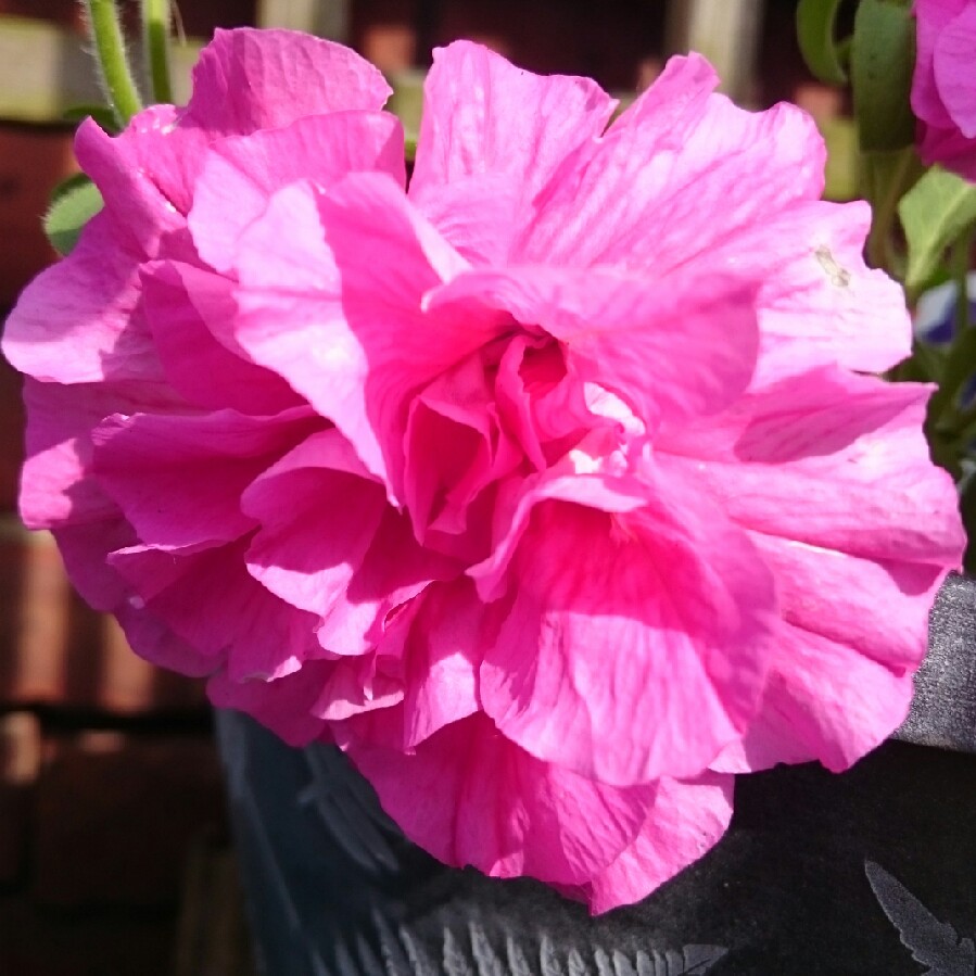 Petunia