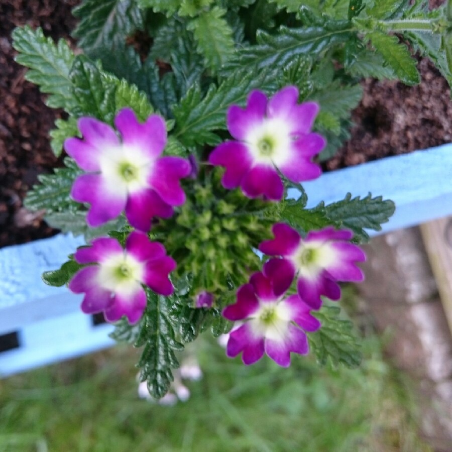 Verbena (Bedding)