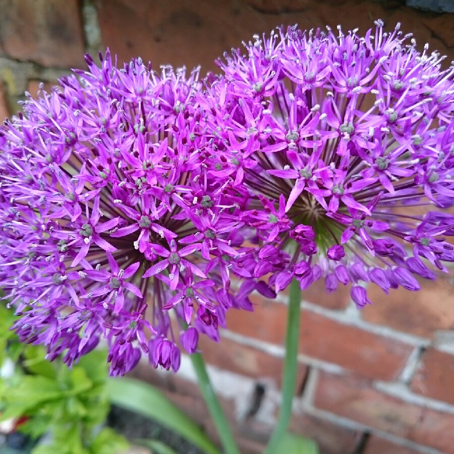 Allium 'Purple Sensation'