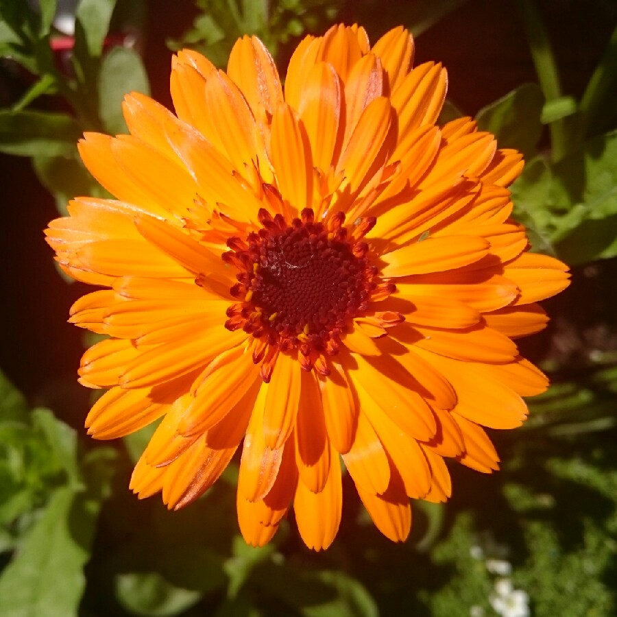 Plant image Calendula officinalis 'Indian Prince'