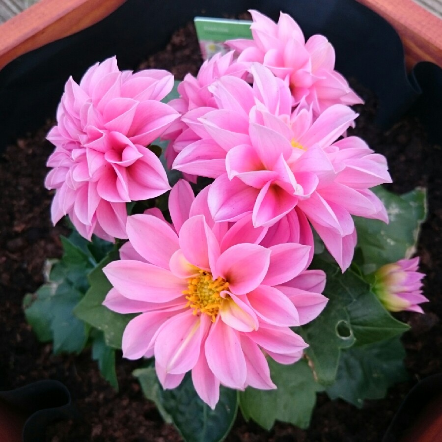 Bedding Dahlia
