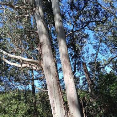 Eucalyptus Chapmaniana