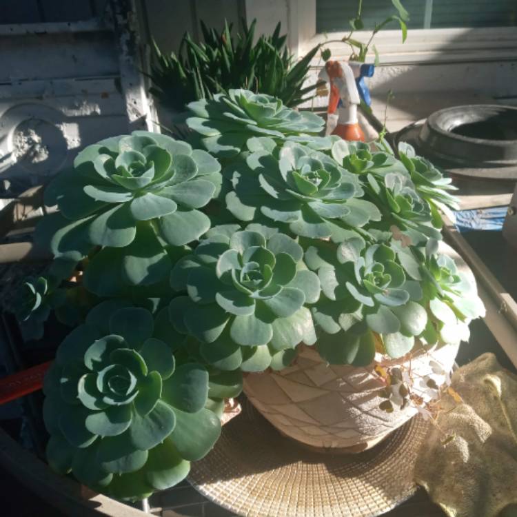 plant image 1540764