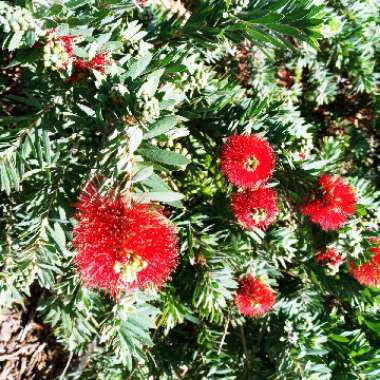 Callistemon Laevis