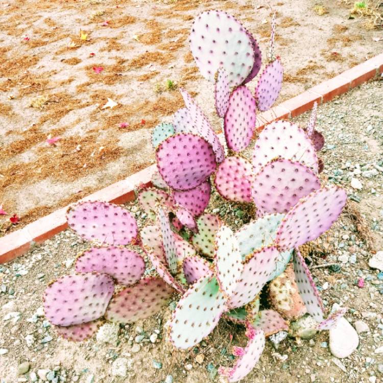 Plant image Opuntia violacea var. macrocentra