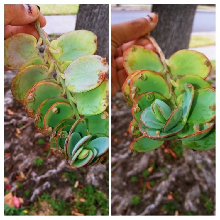 plant image 1541890
