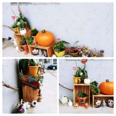 Felicia 's garden
