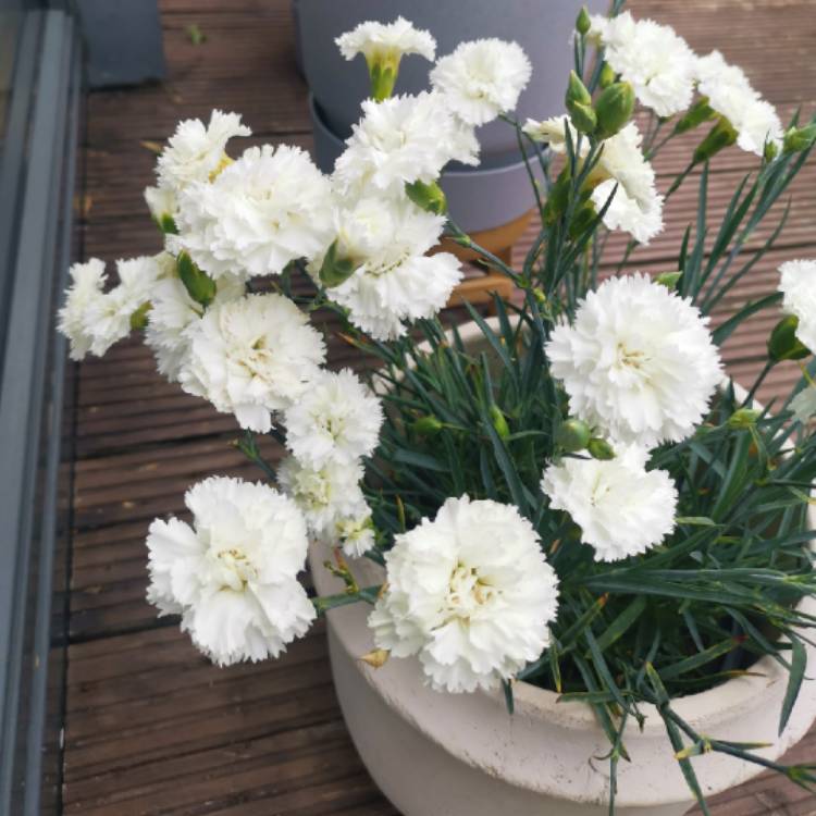 Plant image Dianthus 'Memories'