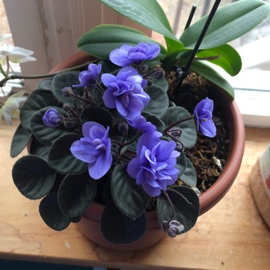 Streptocarpus sect. Saintpaulia  syn. Saintpaulia