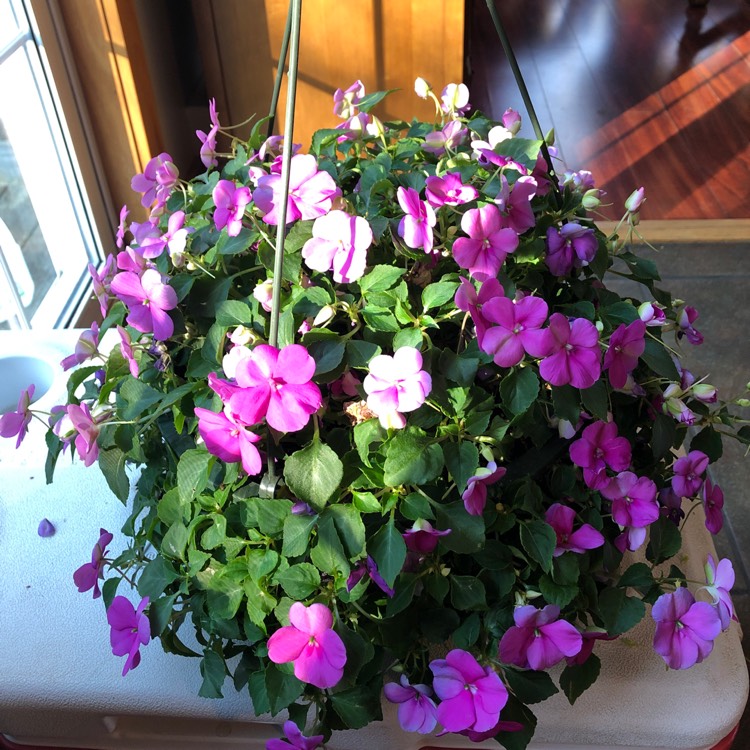 plant image 1304866