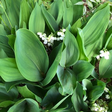 Convallaria majalis