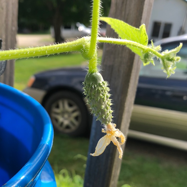 plant image 1363716