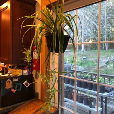Chlorophytum