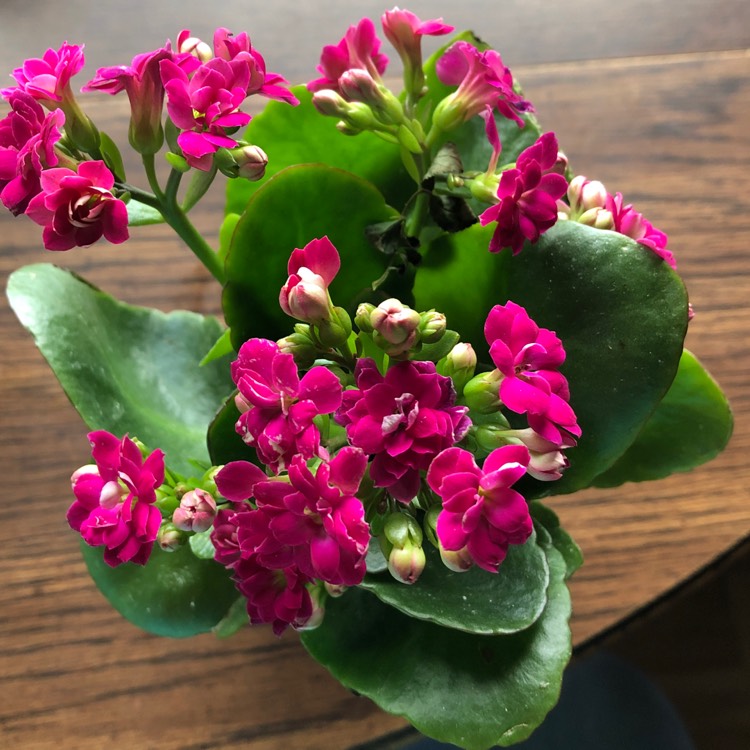 Plant image Kalanchoe blossfeldiana Pink Queen