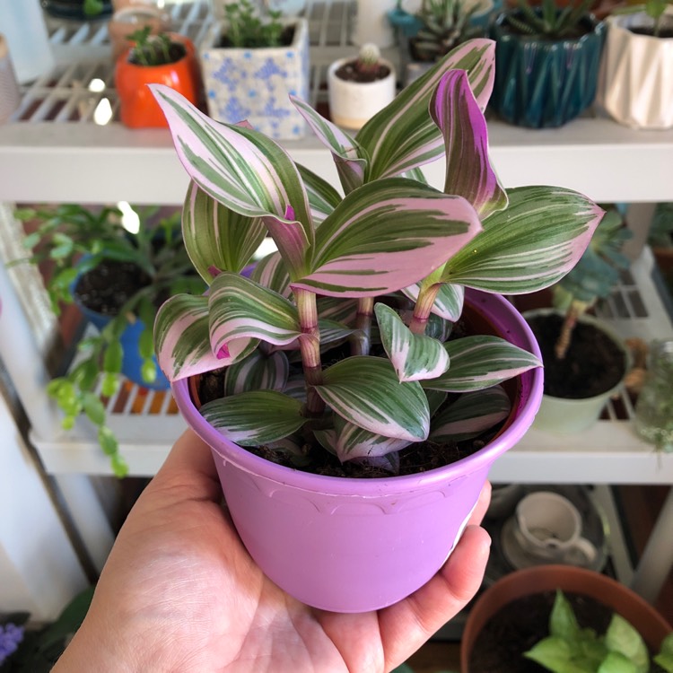 Tradescantia albiflora 'Nanouk', Tradescantia 'Nanouk' - uploaded by ...