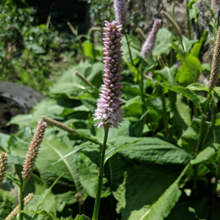 Plant image Persicaria bistorta