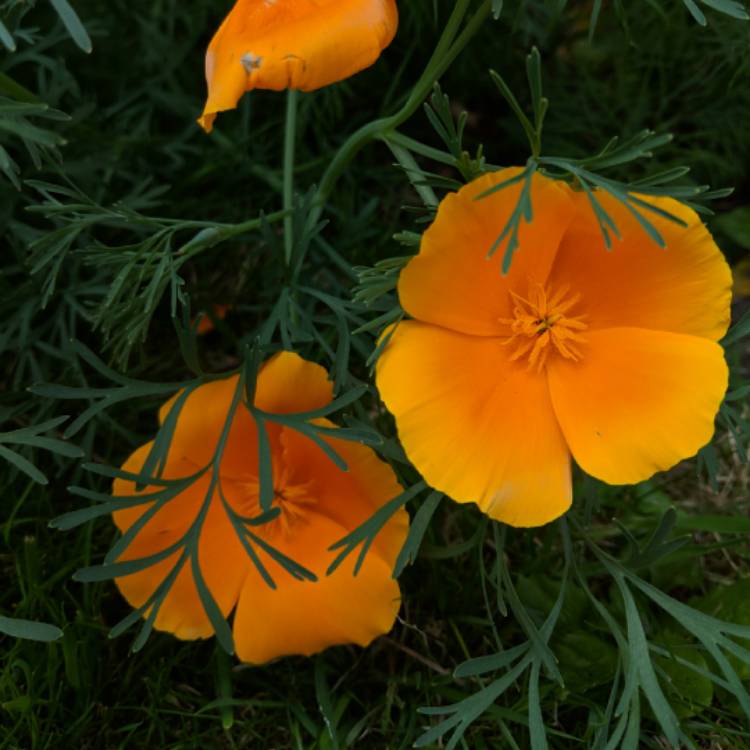 plant image 720640 plant image 720640