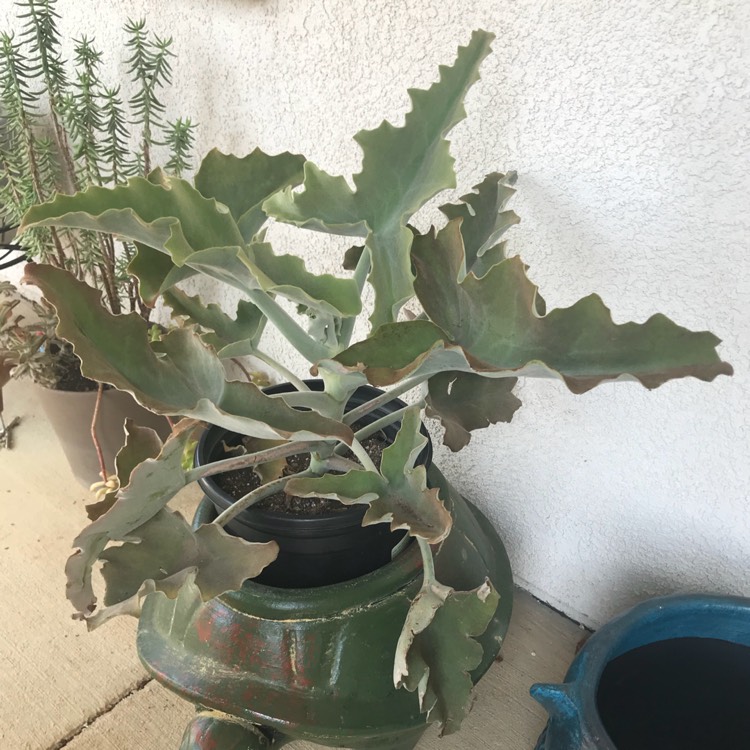 Plant image Kalanchoe Beharensis