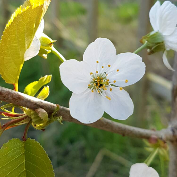plant image 353105