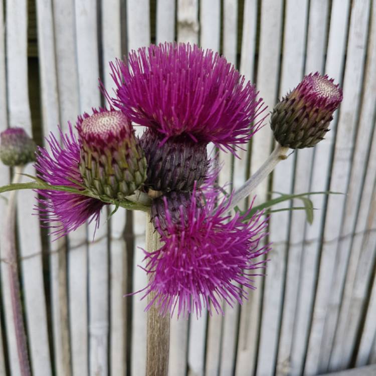Plant image Cirsium rivulare 'Trevor's Blue Wonder'