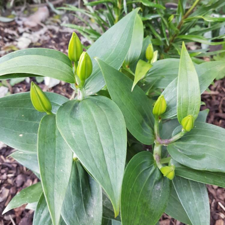 plant image 439997