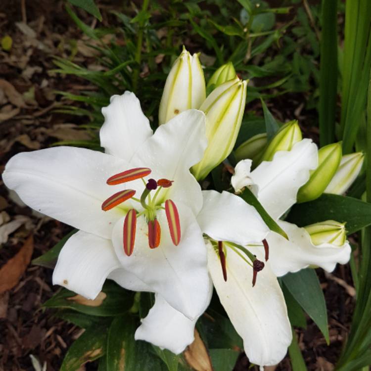 plant image 488799