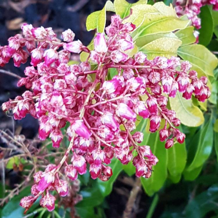 Plant image Pieris japonica 'Carnaval'