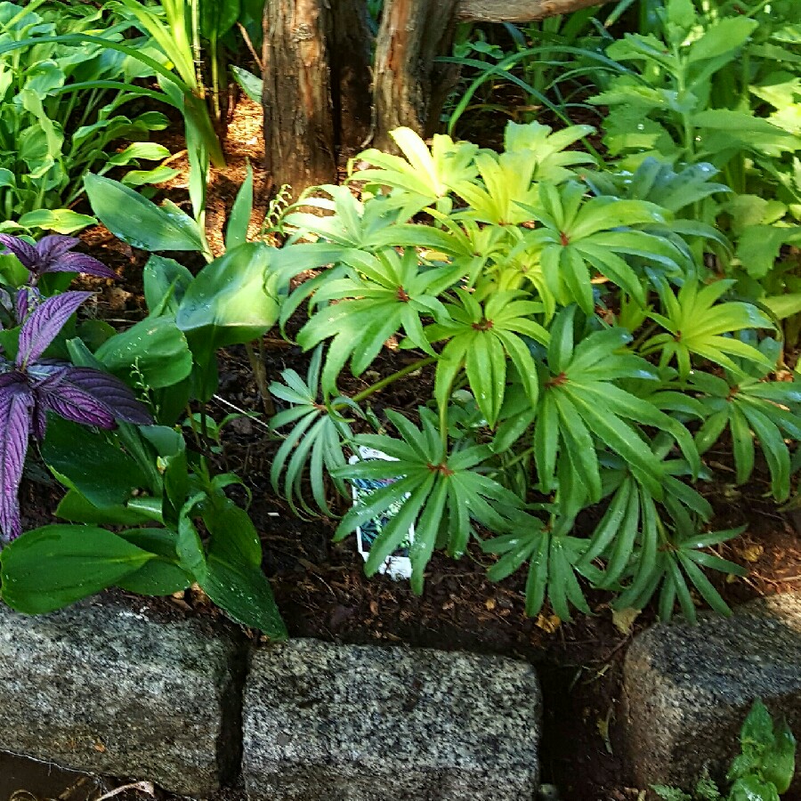 plant image 156854 plant image 156854