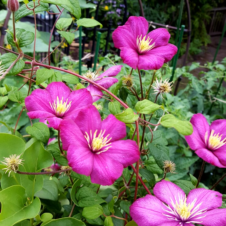 plant image 158349 plant image 158349