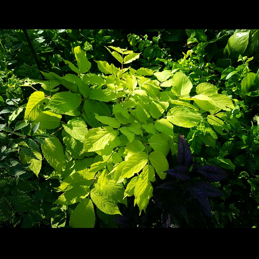plant image 178594 plant image 178594