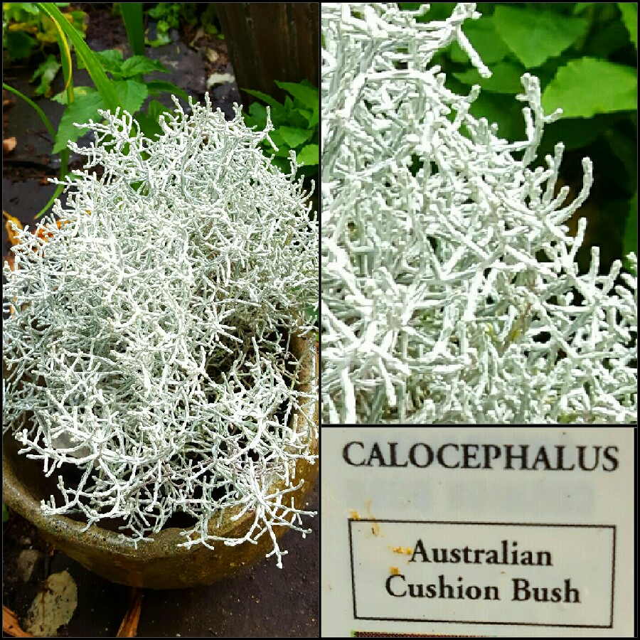 Plant image Calocephalus